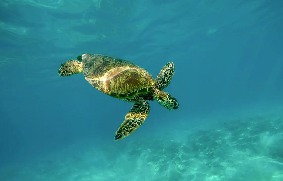 sea-turtle